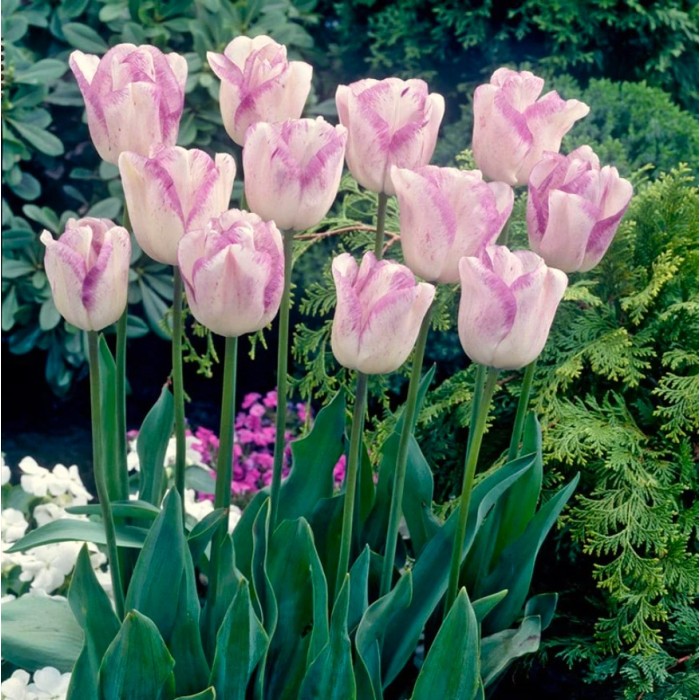 Лале Шърли Tulipa Shirley - 5 бр луковици