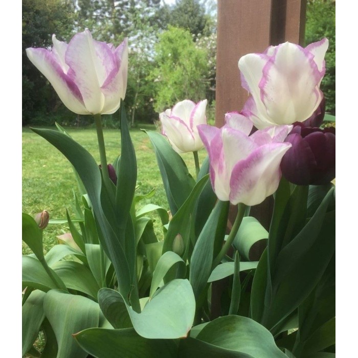 Лале Шърли Tulipa Shirley - 5 бр луковици