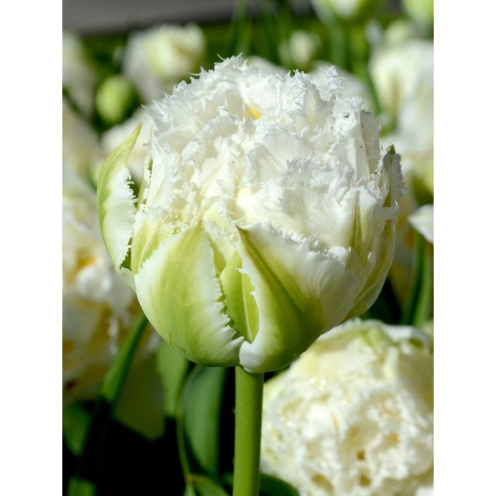 Лале Снежен кристал Tulipa Snow Crystal - 5 бр луковици