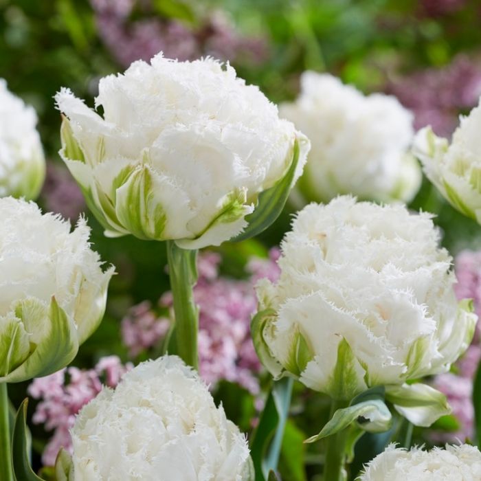 Лале Снежен кристал Tulipa Snow Crystal - 5 бр луковици