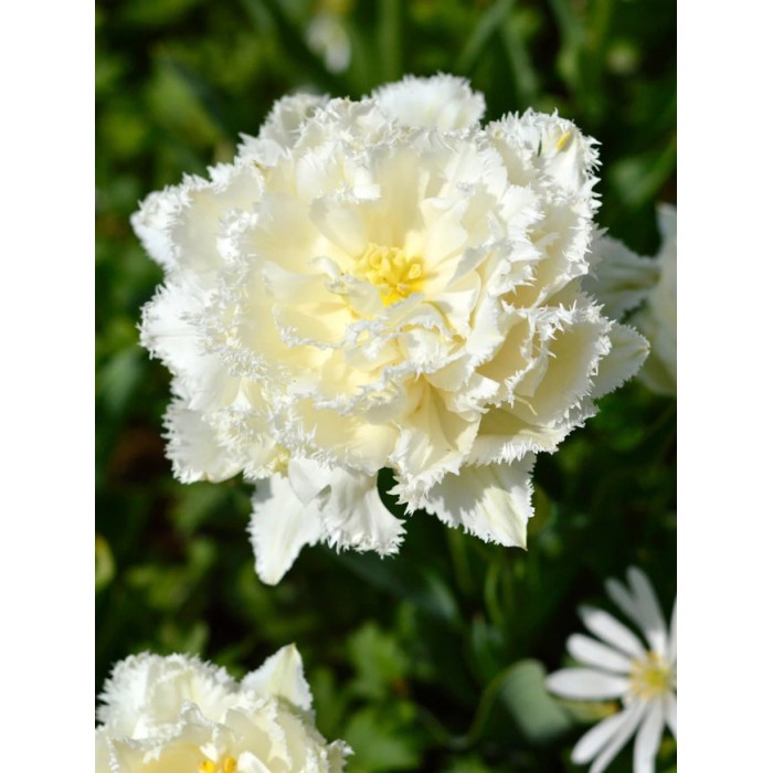 Лале Снежен кристал Tulipa Snow Crystal - 5 бр луковици
