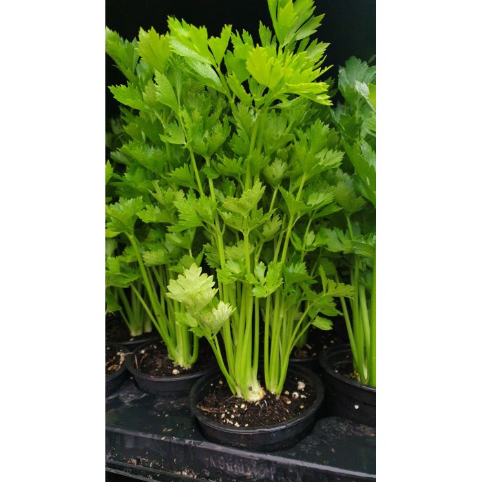 Разсад Целина Apium graveolens var. secalinum