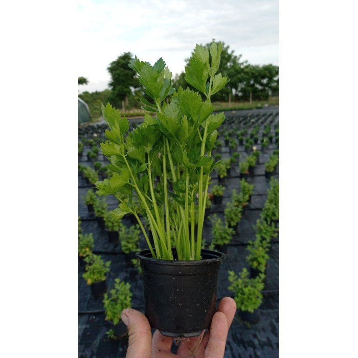 Разсад Целина Apium graveolens var. secalinum