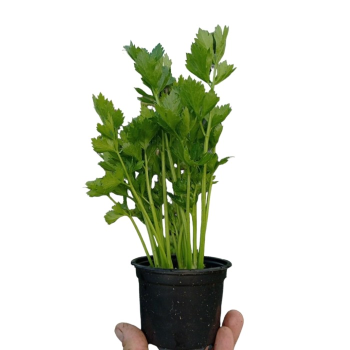 Разсад Целина Apium graveolens var. secalinum