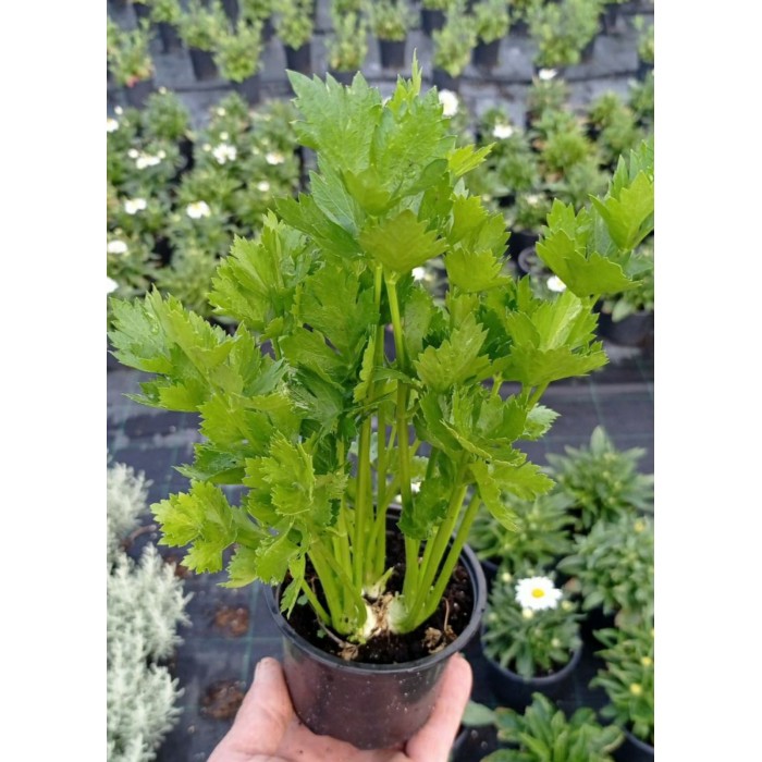 Разсад Целина Apium graveolens var. secalinum