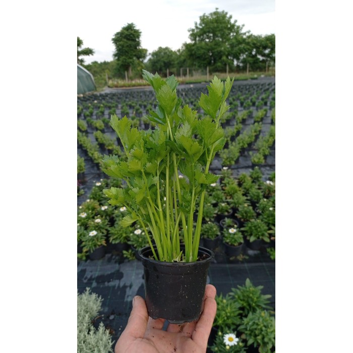 Разсад Целина Apium graveolens var. secalinum