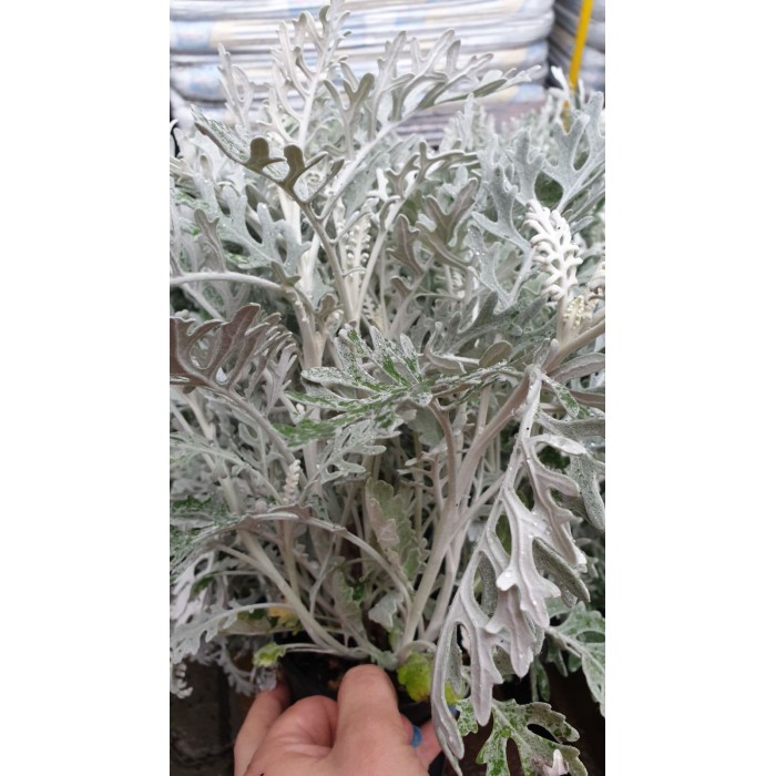 Сребриста Цинерария (Сенецио) Jacobaea maritima (Senecio cineraria)