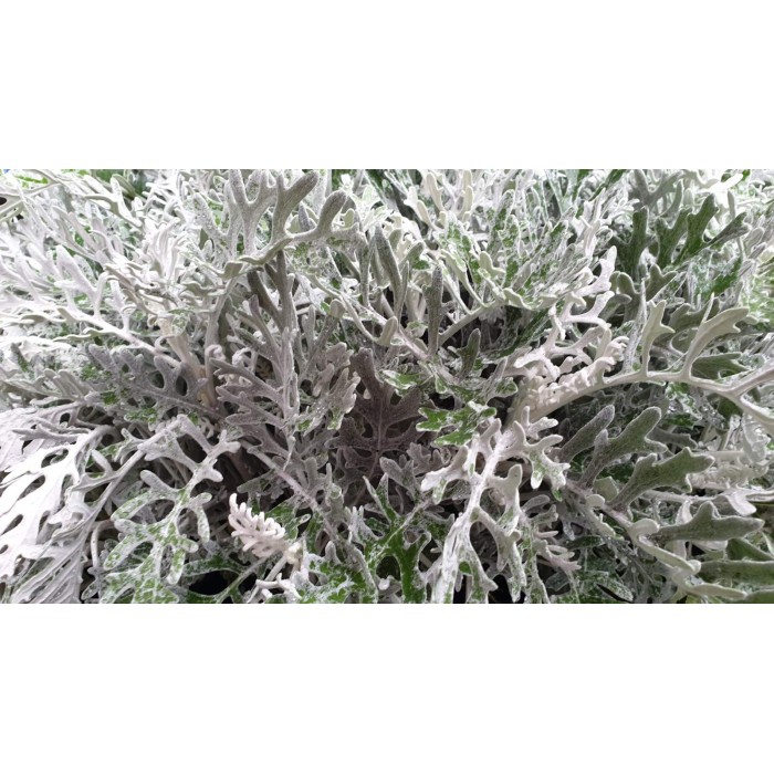Сребриста Цинерария (Сенецио) Jacobaea maritima (Senecio cineraria)