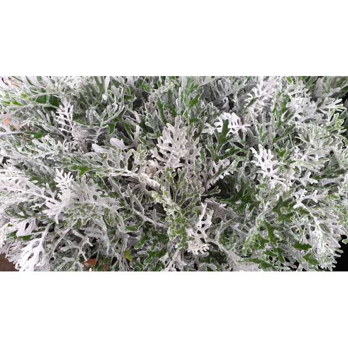 Сребриста Цинерария (Сенецио) Jacobaea maritima (Senecio cineraria)