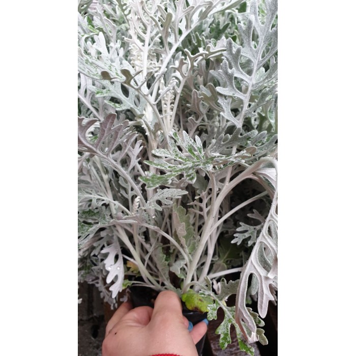 Сребриста Цинерария (Сенецио) Jacobaea maritima (Senecio cineraria)