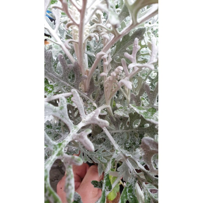 Сребриста Цинерария (Сенецио) Jacobaea maritima (Senecio cineraria)