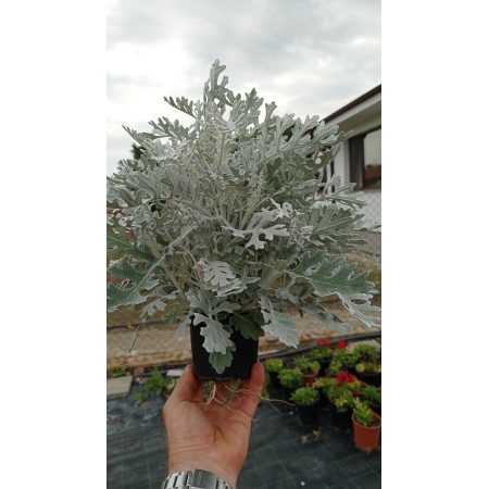 Сребриста Цинерария (Сенецио) Jacobaea maritima (Senecio cineraria)