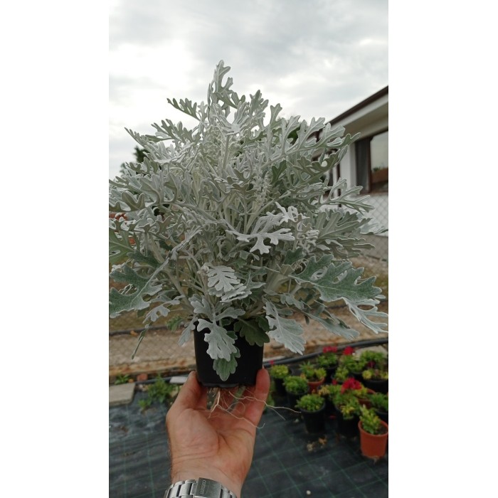 Сребриста Цинерария (Сенецио) Jacobaea maritima (Senecio cineraria)