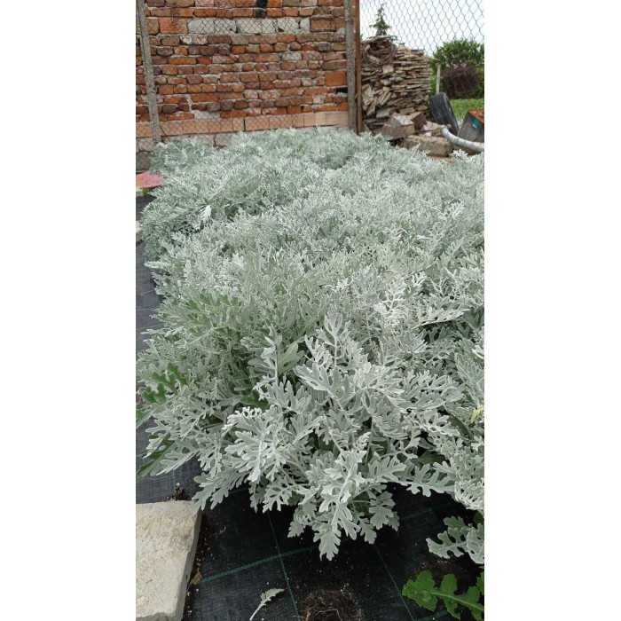 Сребриста Цинерария (Сенецио) Jacobaea maritima (Senecio cineraria)