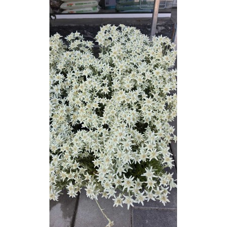 Еделвайс в саксия стартиращ ЦЪФТЕЖ Edelweiss Stella Alpina white