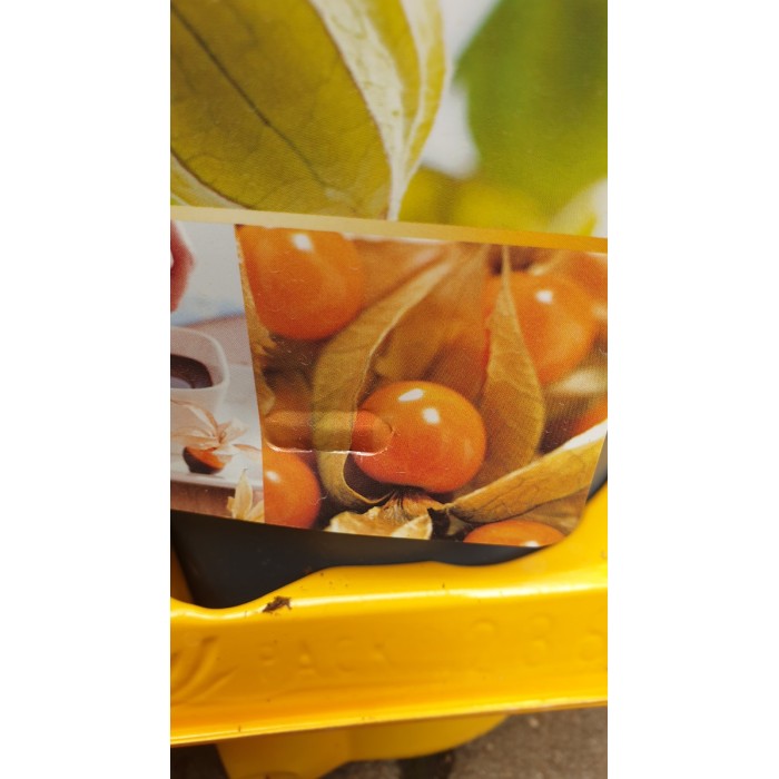 Физалис Physalis peruviana (ядлив) в саксия