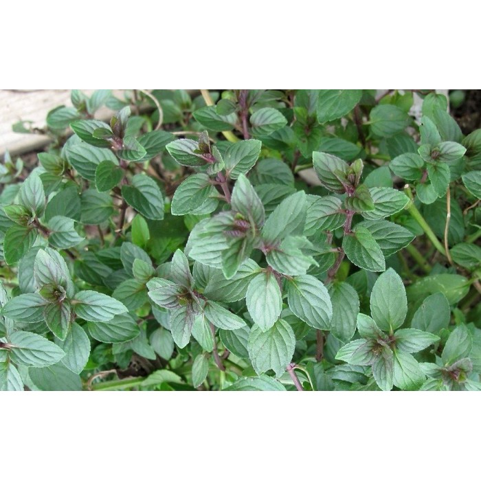 Разсад Мента шоколад Mentha × piperita Chocolate Mint
