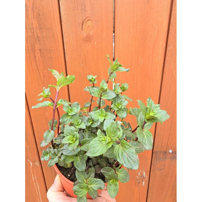 Разсад Мента шоколад Mentha × piperita Chocolate Mint