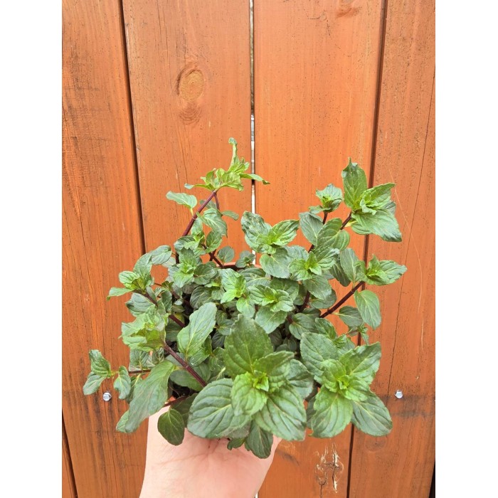 Разсад Мента шоколад Mentha × piperita Chocolate Mint