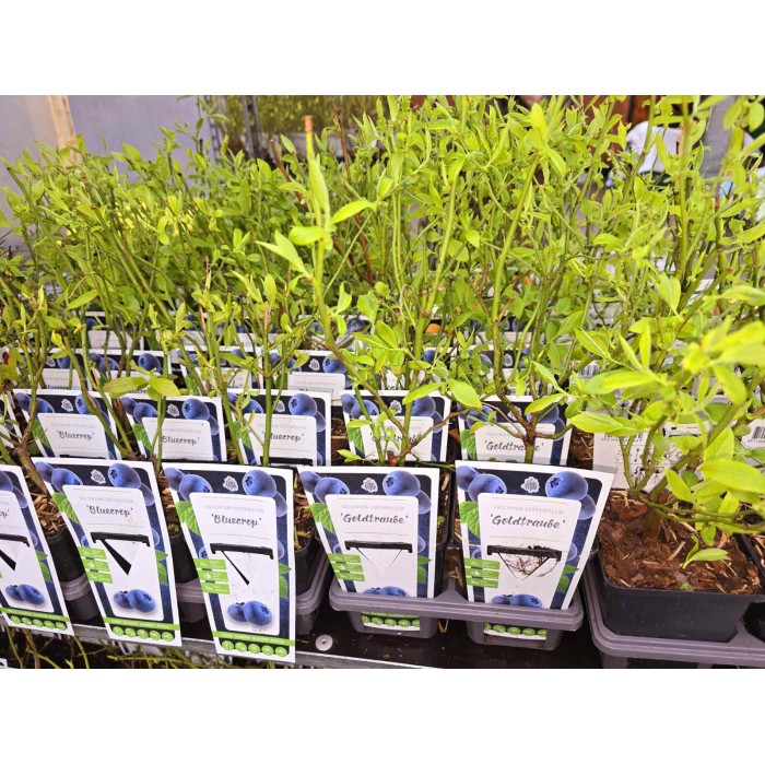 Разсад Американска Боровинка Голдтраубе Vaccinium corymbosum Goldtraube