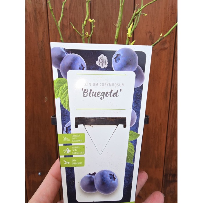 Разсад Американска Боровинка Блуголд Vaccinium corymbosum Bluegold