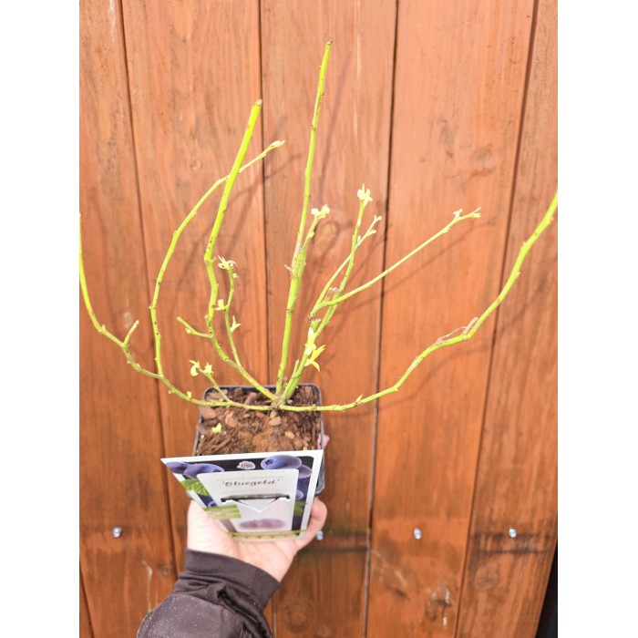 Разсад Американска Боровинка Блуголд Vaccinium corymbosum Bluegold