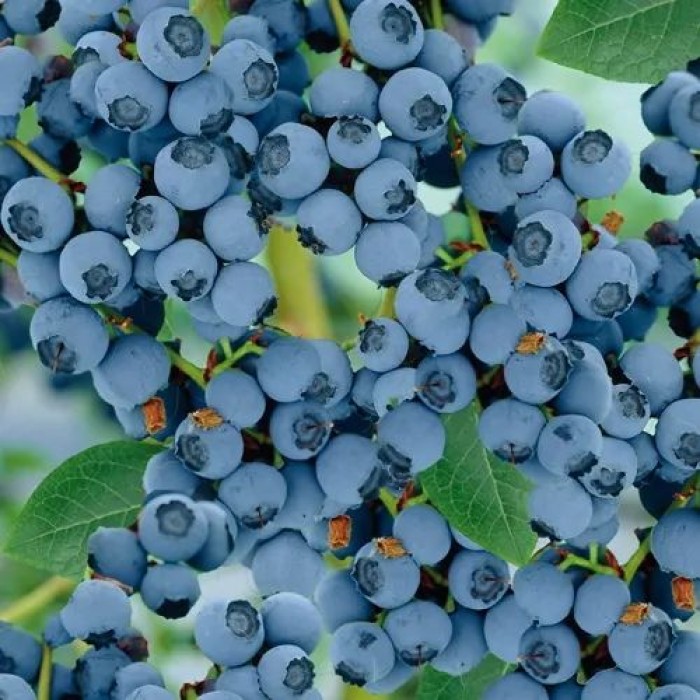 Разсад Американска Боровинка Голдтраубе Vaccinium corymbosum Goldtraube