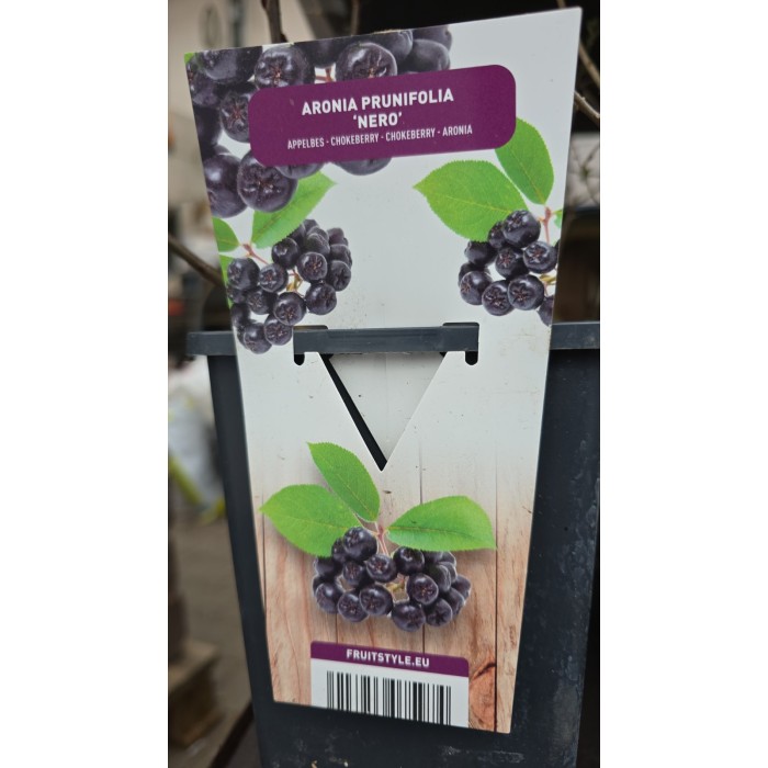 Арония (Aronia prunifolia) Nero