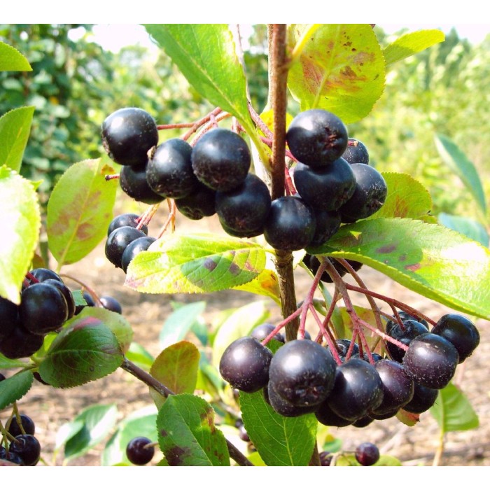 Арония (Aronia prunifolia) Nero