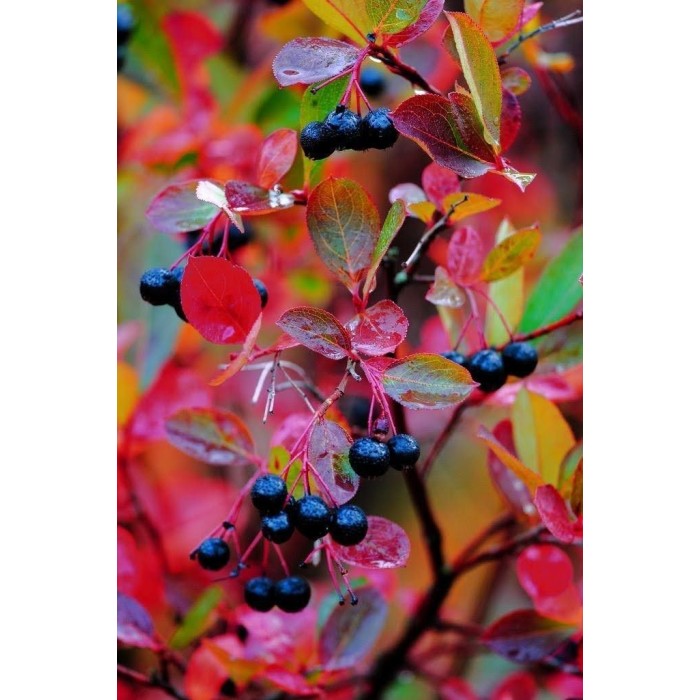Арония (Aronia prunifolia) Nero