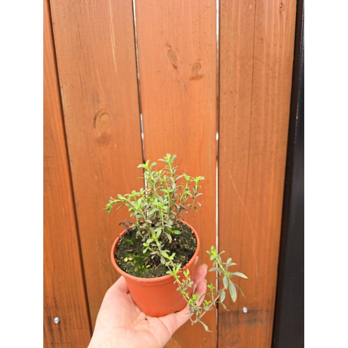 Разсад Чубрица Satureja hortensis