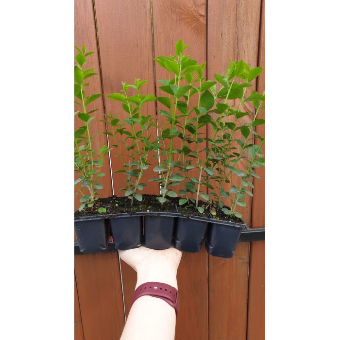 Разсад Лигуструм  Ligustrum vulgare - пакет - 10 броя