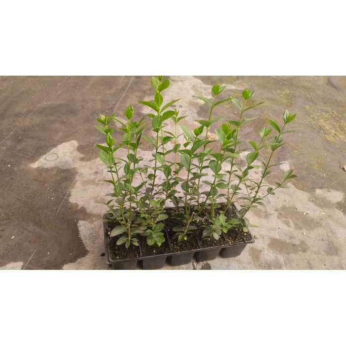 Разсад Лигуструм  Ligustrum vulgare - пакет - 10 броя