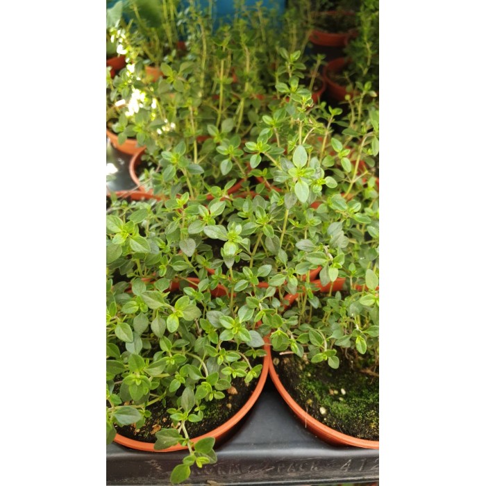 Разсад Лимонена Мащерка Thymus citriodorus