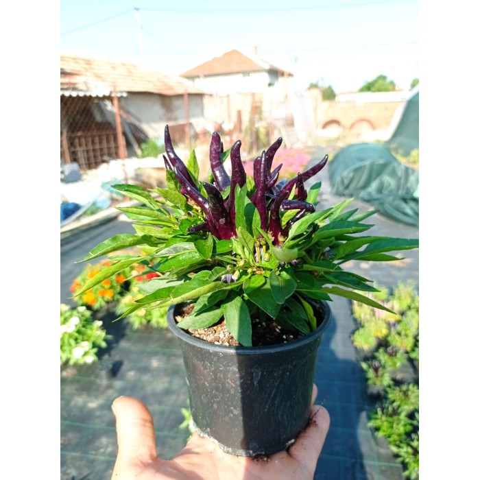 Разсад от люти чушки черни Capsicum annuum Joker black (реални снимки)