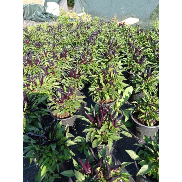 Разсад от люти чушки черни Capsicum annuum Joker black (реални снимки)