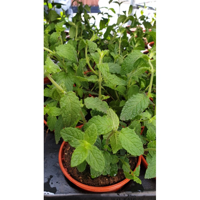 Разсад Мента с аромат на Ягода Mentha × piperita f citrata Strawberry