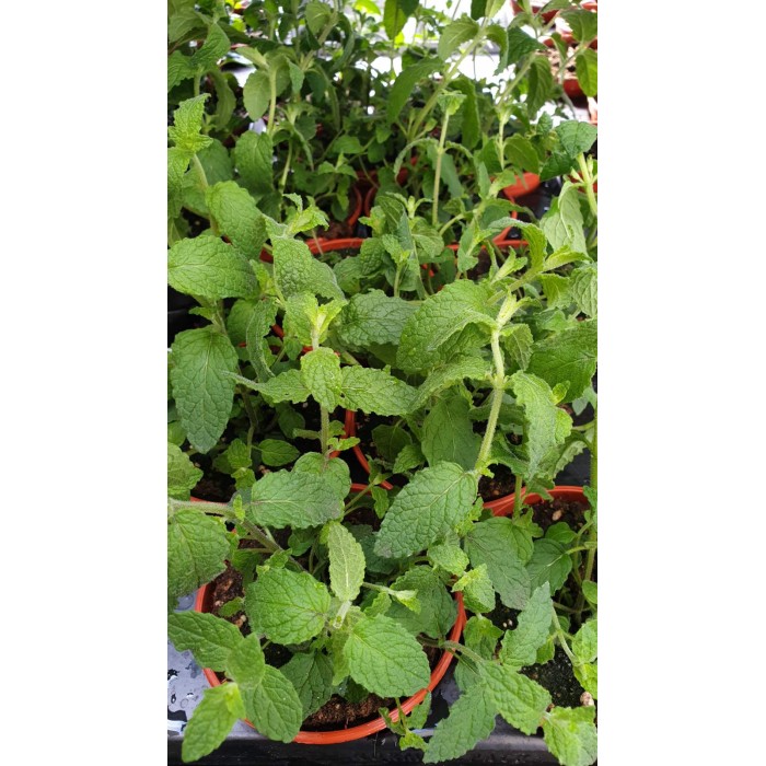 Разсад Мента с аромат на Ягода Mentha × piperita f citrata Strawberry