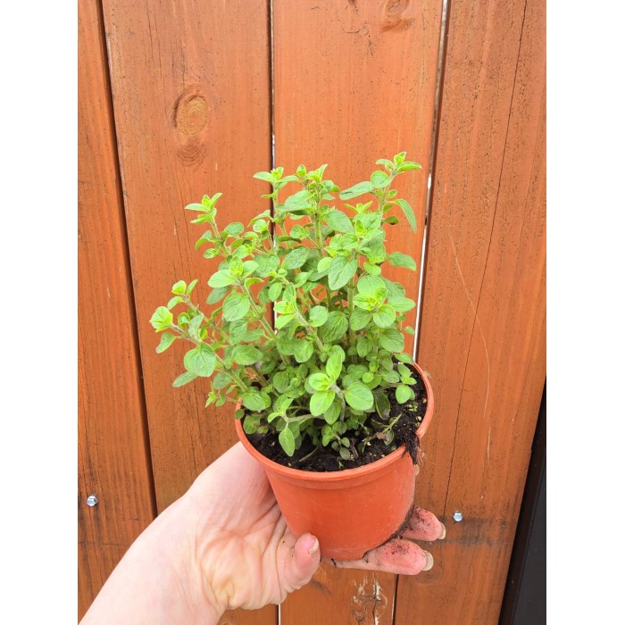 Разсад Риган Origanum vulgare