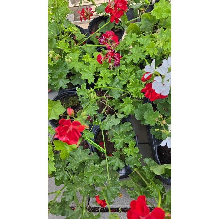 Сакъзче (Пеларгониум) Pelargonium peltatum в саксия