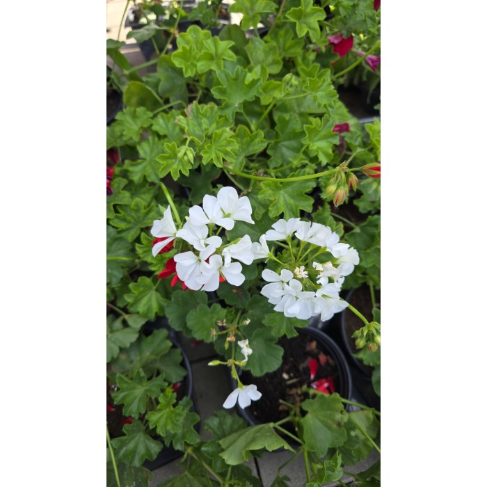 Сакъзче (Пеларгониум) Pelargonium peltatum в саксия
