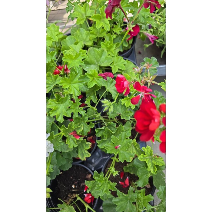 Сакъзче (Пеларгониум) Pelargonium peltatum в саксия