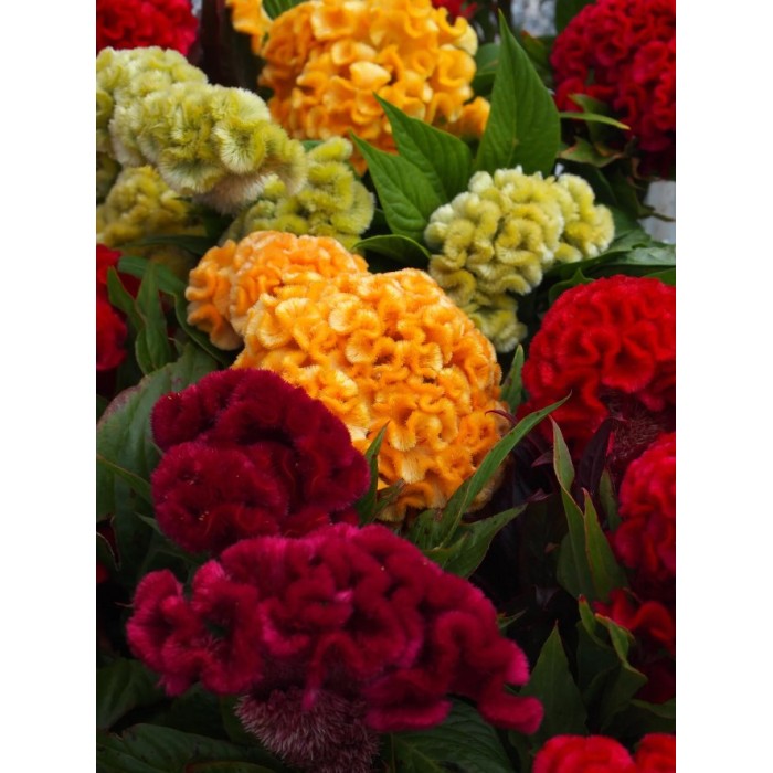 Целозия Джудже Микс Celosia cristata
