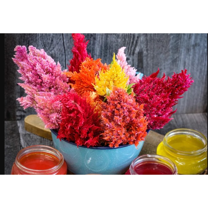 Целозия Висока Микс Celosia plumosa