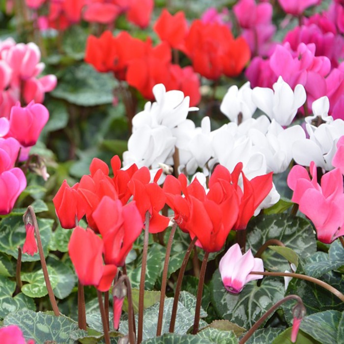 Циклама Персийска Гигант Микс Cyclamen persicum