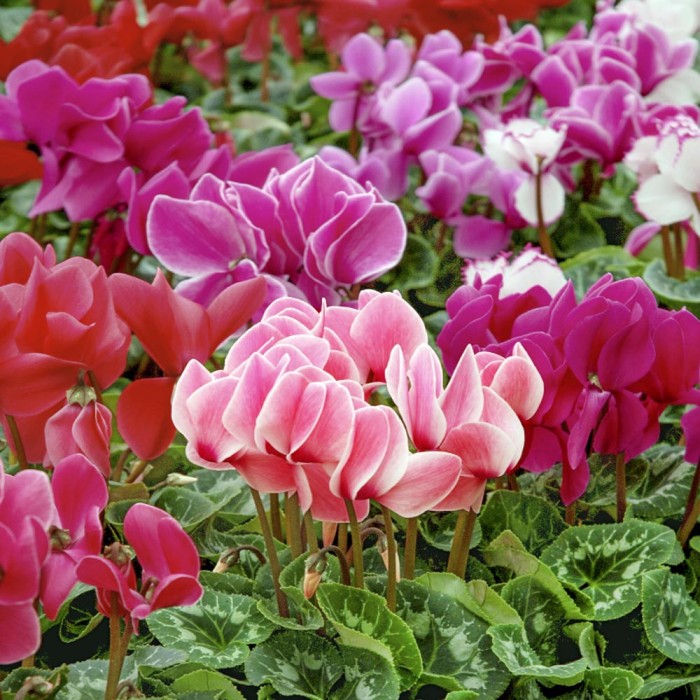 Циклама Персийска Гигант Микс Cyclamen persicum
