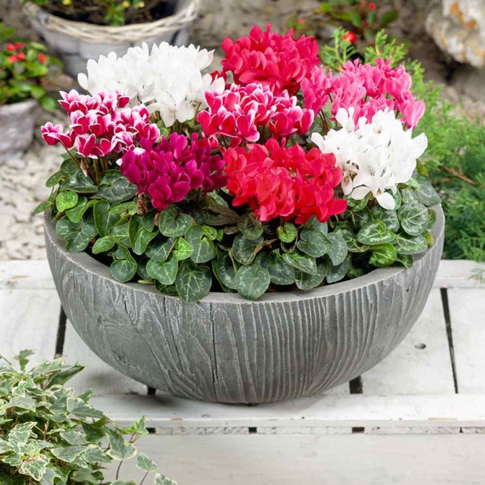 Циклама Персийска Гигант Микс Cyclamen persicum