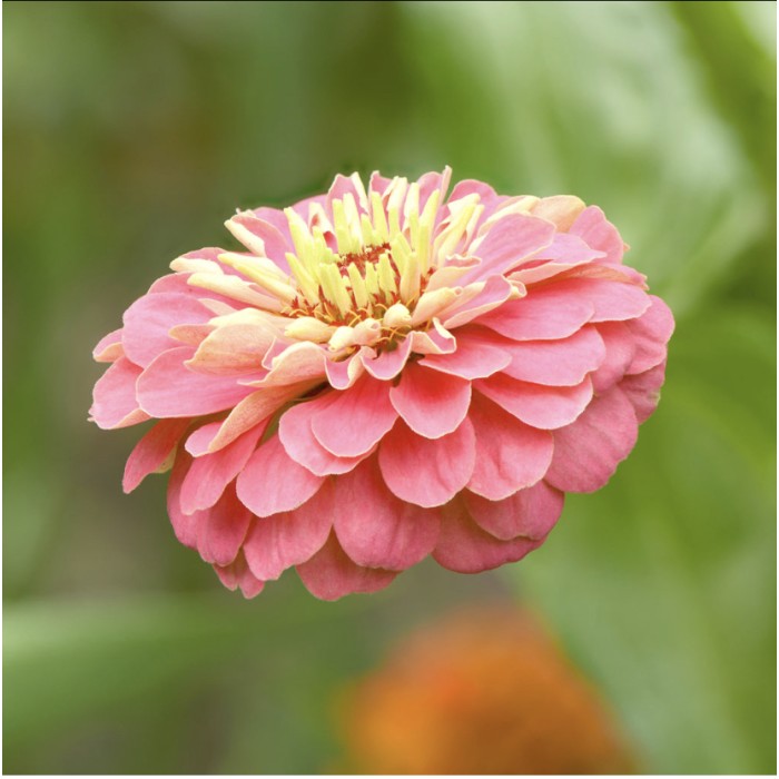 Циния Двойна Голяма Калифорнийски Микс Zinnia Elegans