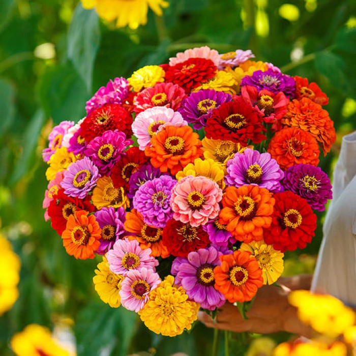 Циния Двойна Голяма Калифорнийски Микс Zinnia Elegans