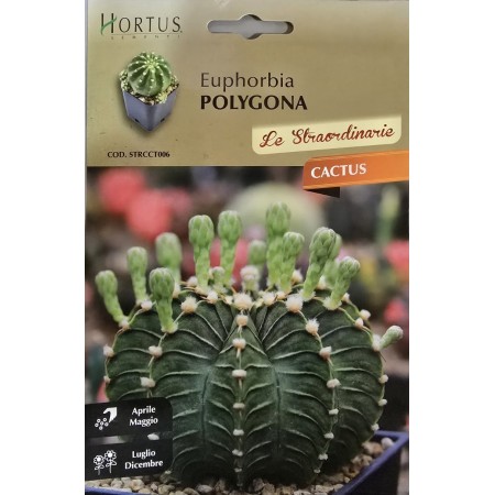 Еуфорбия (Euphorbia polygona)